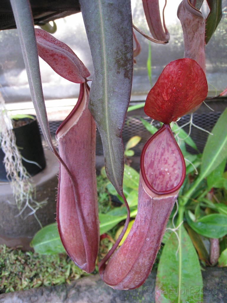 Michigans West Coast 2009 0465.jpg